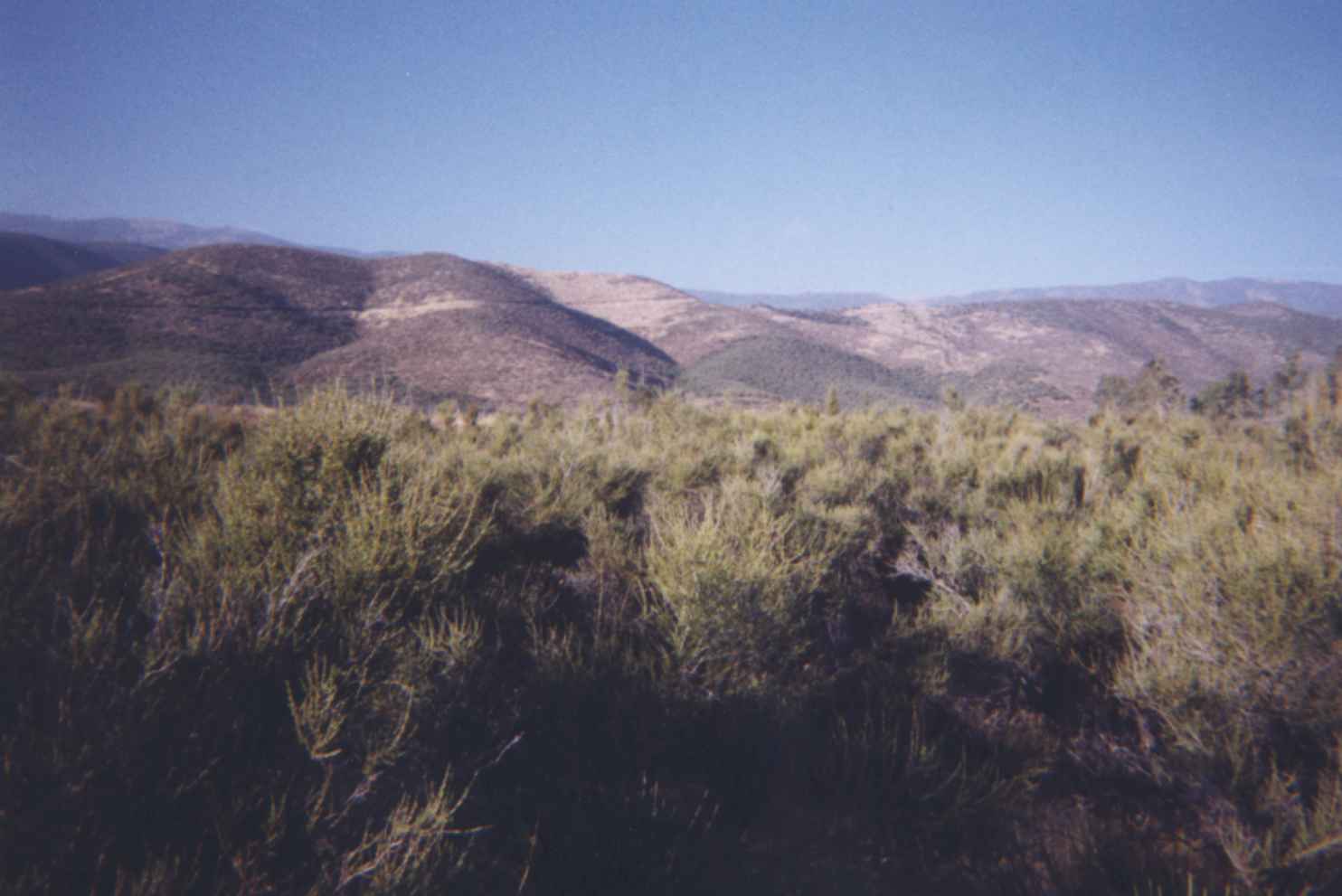 Bushes